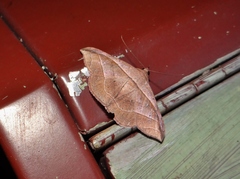 Tiruvaca subcostalis