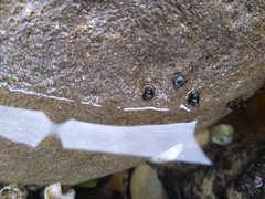 Littorinimorpha