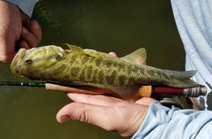 Micropterus treculii