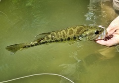 Micropterus treculii