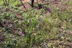 Ixia scillaris scillaris