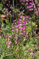 Ixia scillaris scillaris