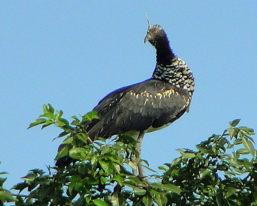 Representative image of Anhimidae