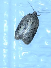 Acleris placidana