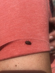 Astylus cyanerythrus