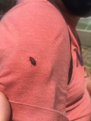 Astylus cyanerythrus