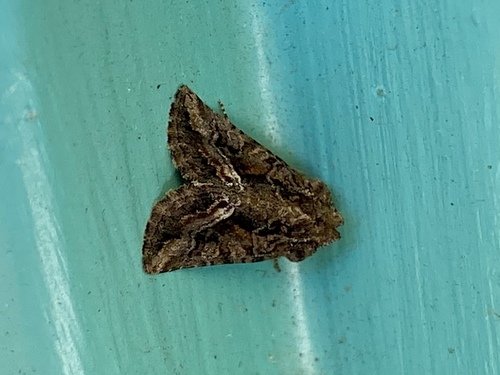 Pseudanarta actura