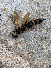 Eriotremex formosanus