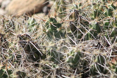 Cylindropuntieae