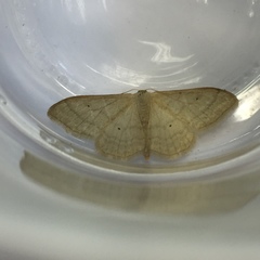 Idaea straminata