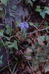 Hyacinthoides italica