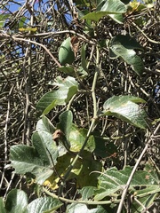 Passiflora manicata