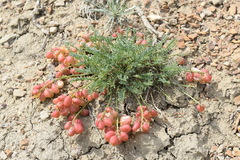 Astragalus suprapilosus