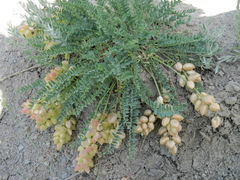 Astragalus suprapilosus