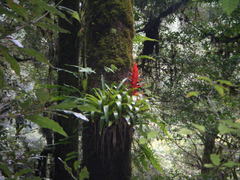 Tillandsia imperialis