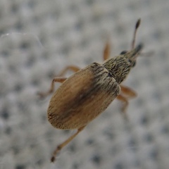 Malvapion malvae