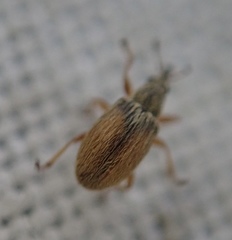 Malvapion malvae