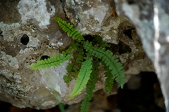 Asplenium resiliens