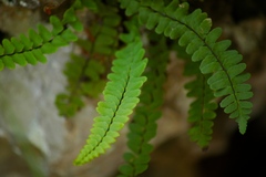 Asplenium resiliens