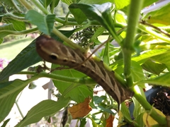 Xylophanes tersa