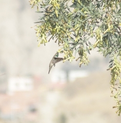 Oreotrochilus estella