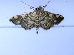 Apogeshna stenialis