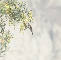 Oreotrochilus estella