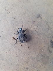 Scotobius pilularius