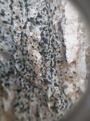 Cresponea chloroconia