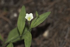 Bouchetia erecta