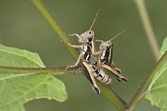 Phaedrotettix dumicola