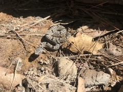Crotalus lepidus klauberi