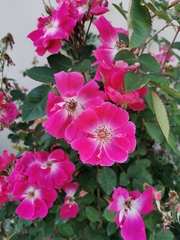 Rosa