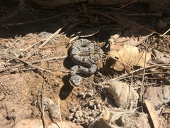 Crotalus lepidus klauberi