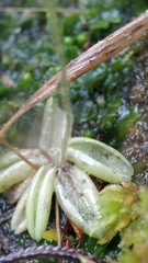Pinguicula lusitanica