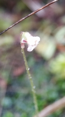 Pinguicula lusitanica