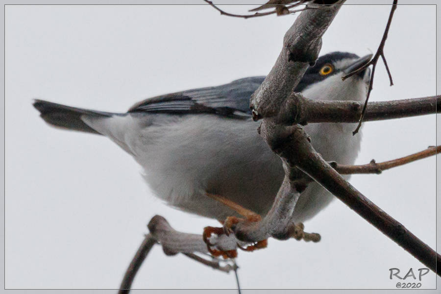 Hooded Tanager