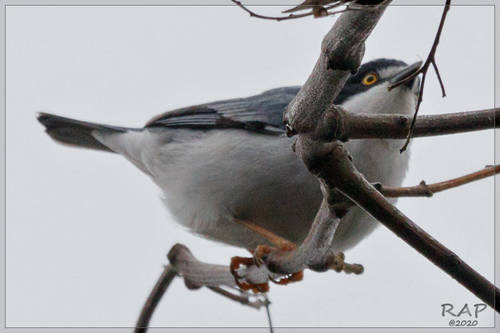 Hooded Tanager