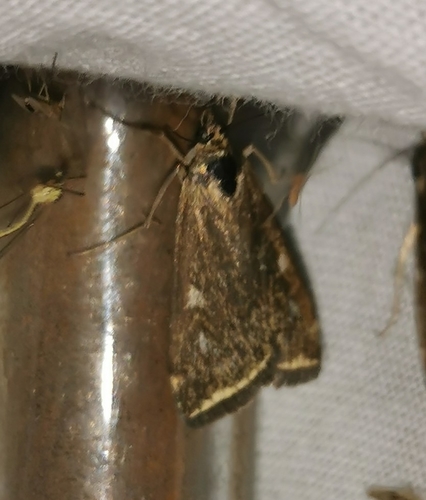 Loxostege sticticalis