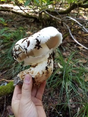 Tricholoma matsutake