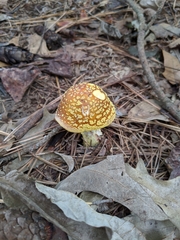 Amanita flavorubens