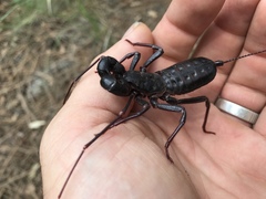 Mastigoproctus tohono