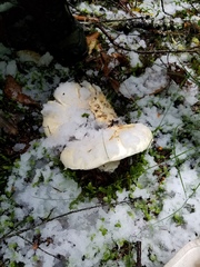 Tricholoma matsutake