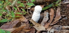 Leucocoprinus cretaceus