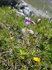 Primula halleri