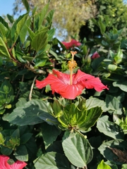 Hibiscus rosa-sinensis