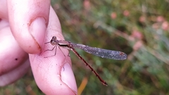 Lestes virens