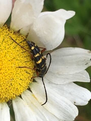 Typocerus sparsus