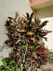 Codiaeum variegatum