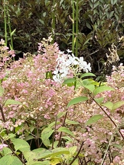Hydrangea paniculata